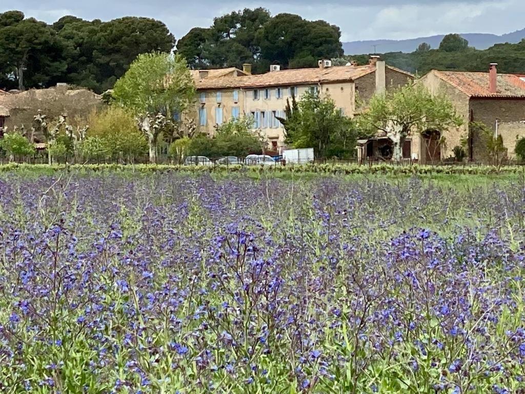 Peyriac-Minervois Le Relais D'Affiac B&B 외부 사진